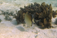 Chaetodon assarius