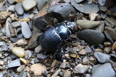 Phelotrupes formosanus