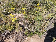 Senecio rosmarinifolius