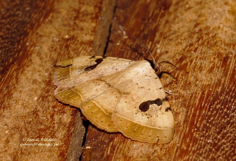 Hypanua