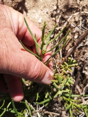 Senecio rosmarinifolius