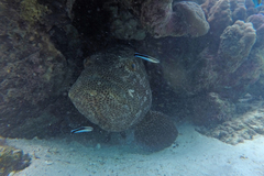 Epinephelus malabaricus
