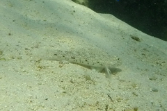 Istigobius decoratus