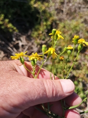 Senecio rosmarinifolius