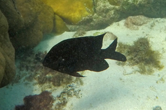 Neoglyphidodon melas