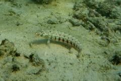 Parapercis clathrata
