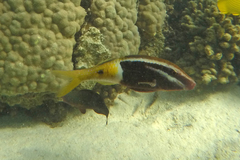 Parupeneus barberinoides
