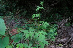 Aconitum fukutomei