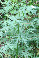Aconitum fukutomei