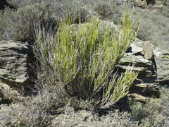 Carmichaelia compacta