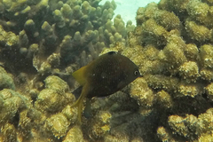 Plectroglyphidodon obreptus