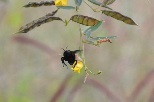 Hopliphora funereus