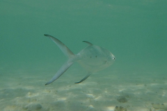 Trachinotus baillonii