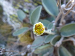 Brachyglottis haastii