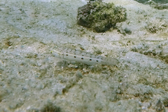 Valenciennea longipinnis