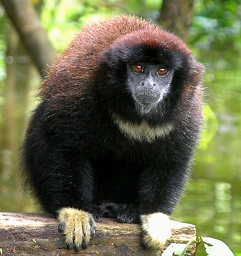 Red-headed Titi (Cheracebus regulus) — Least Concern Mammalia