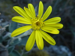 Brachyglottis haastii
