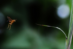 Mischocyttarus cerberus