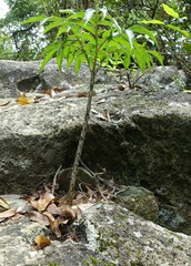 Amorphophallus kiusianus