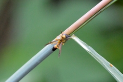 Mischocyttarus cerberus