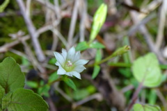 Gentiana flavomaculata