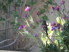 Nectarinia famosa