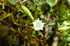 Gentiana flavomaculata