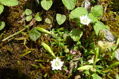 Gentiana flavomaculata