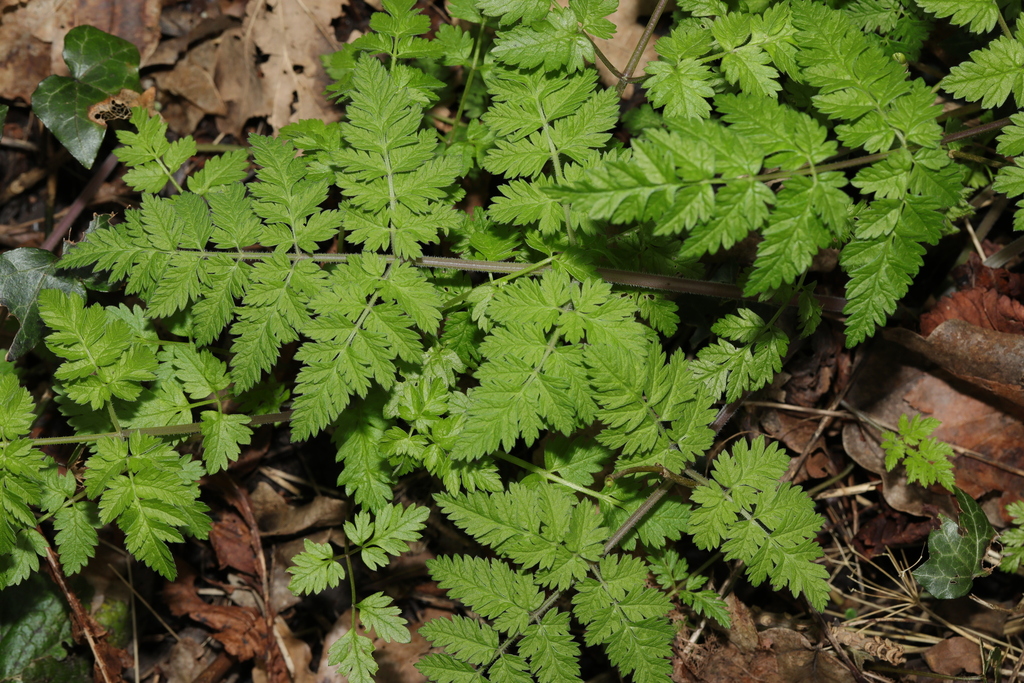 Cow Parsley from Court Hey Park, Roby Road, Huyton, Liverpool