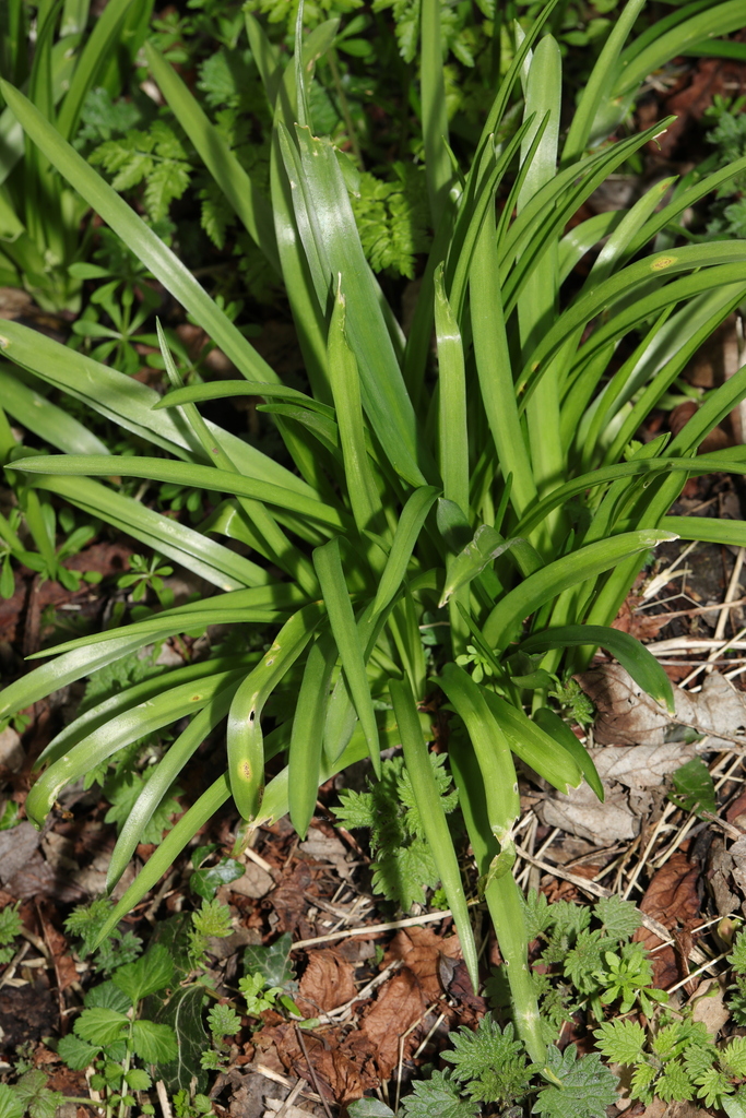 Hybrid bluebell from Court Hey Park, Roby Road, Huyton, Liverpool