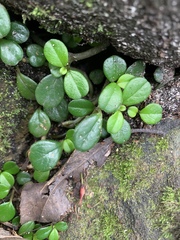 Peperomia retusa