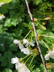 Cerasus