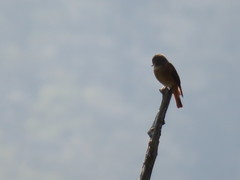 Muscicapa ferruginea