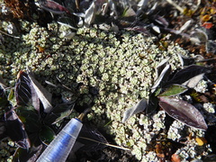 Raoulia parkii
