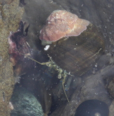 Pagurus novizealandiae