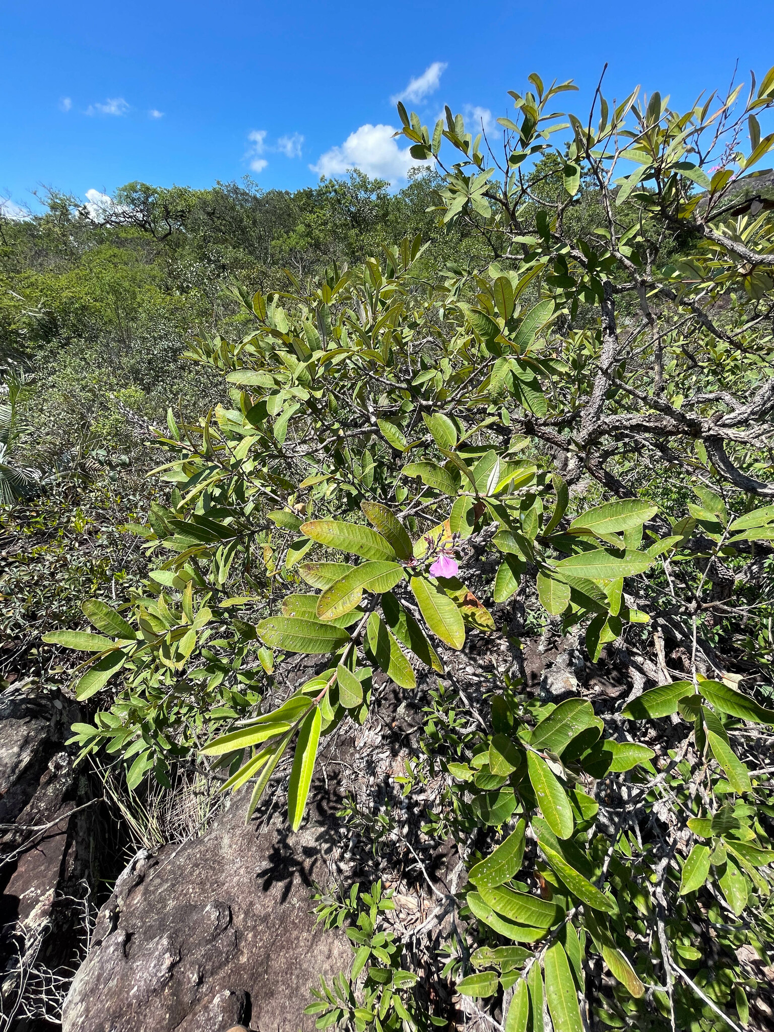 Imagem de Pau-terra