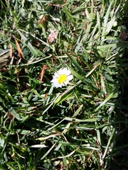 Bellis perennis