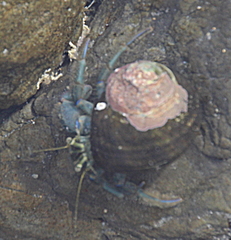 Pagurus novizealandiae