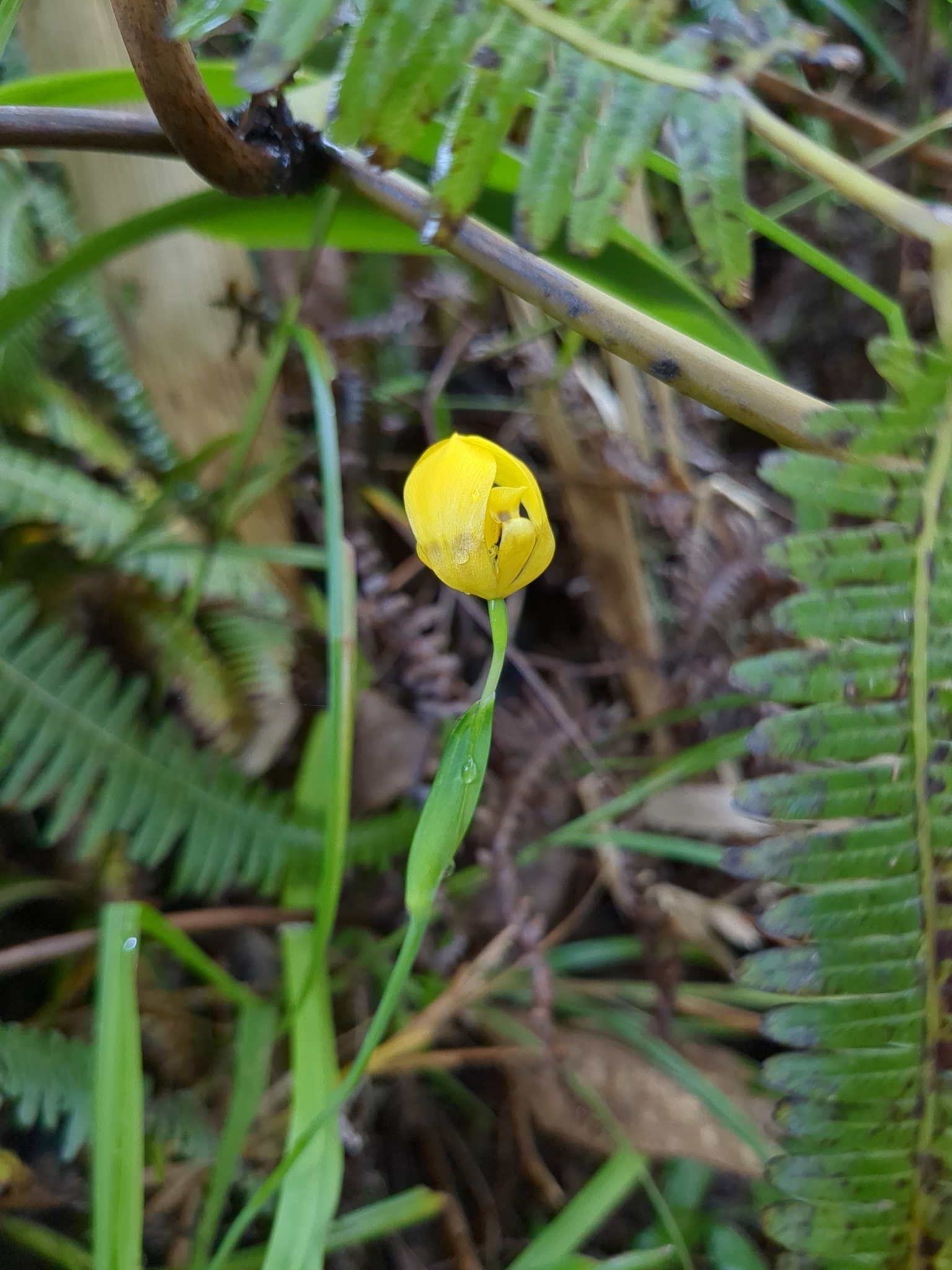 Imagem de Orquídea de chão