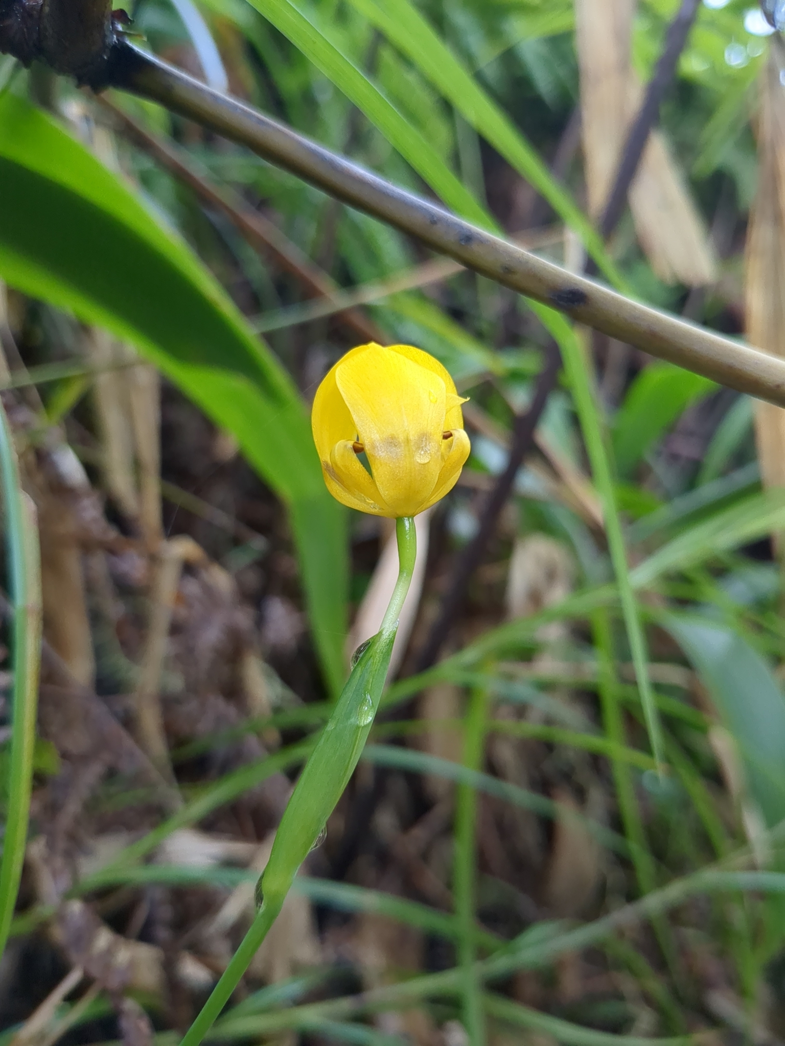 Imagem de Orquídea de chão