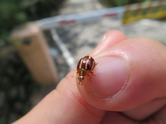 Calvia quadrivittata