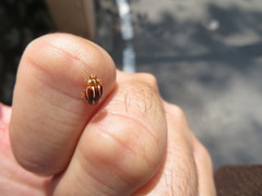 Calvia quadrivittata