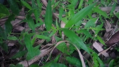 Oplismenus compositus