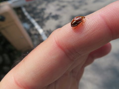 Calvia quadrivittata