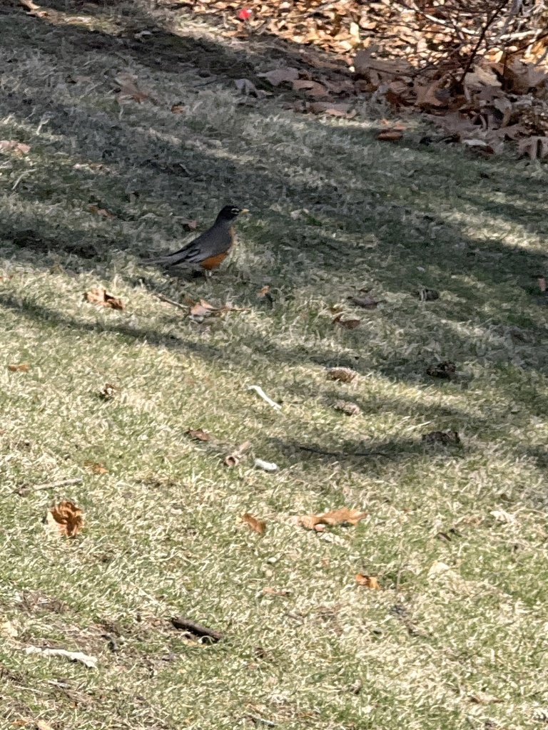 American Robin from Mount Feake Cemetery, Waltham, MA, US on March 17 ...