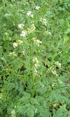 Anthriscus sylvestris