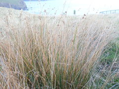 Juncus distegus