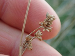 Juncus distegus
