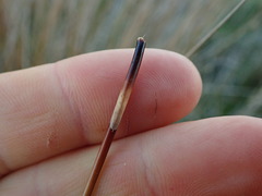 Juncus distegus