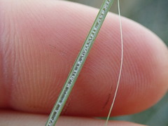 Juncus distegus